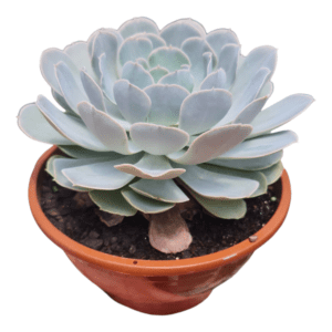 Suculenta Echeveria San Carlos – Cuia 17