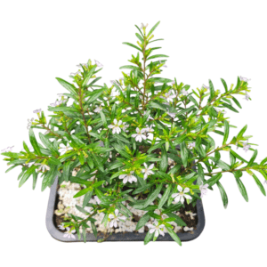 Bonsai de Serissa – Flor Branca