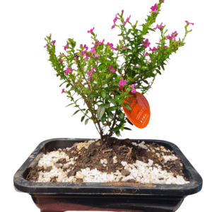 Bonsai de Serissa – Flor Pink