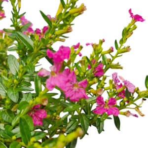 Bonsai de Serissa – Flor Pink