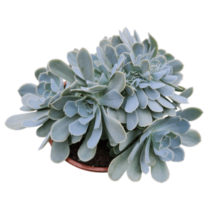 Suculenta Echeveria San Carlos Cristata Colônia – Pote 17