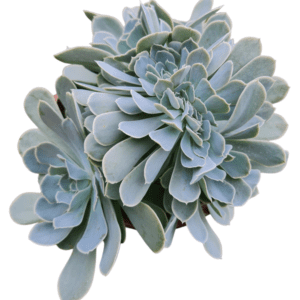 Suculenta Echeveria San Carlos Cristata Colônia – Pote 17