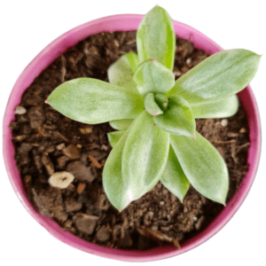 Suculenta Agavoide Miranda Variegata