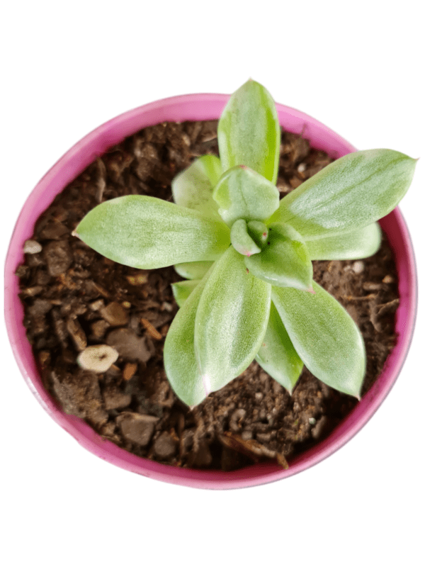 Suculenta Agavoide Miranda Variegata