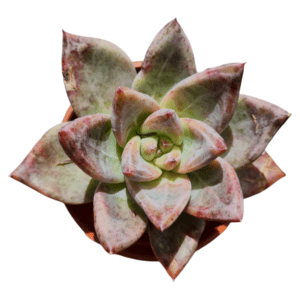 Suculenta Echeveria Pink Champagne