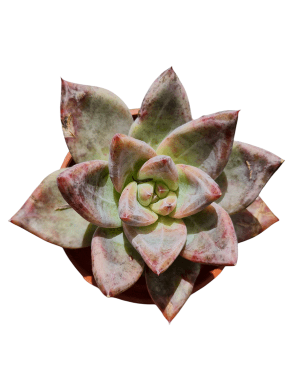 Suculenta Echeveria Pink Champagne