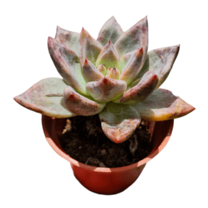 Suculenta Echeveria Pink Champagne