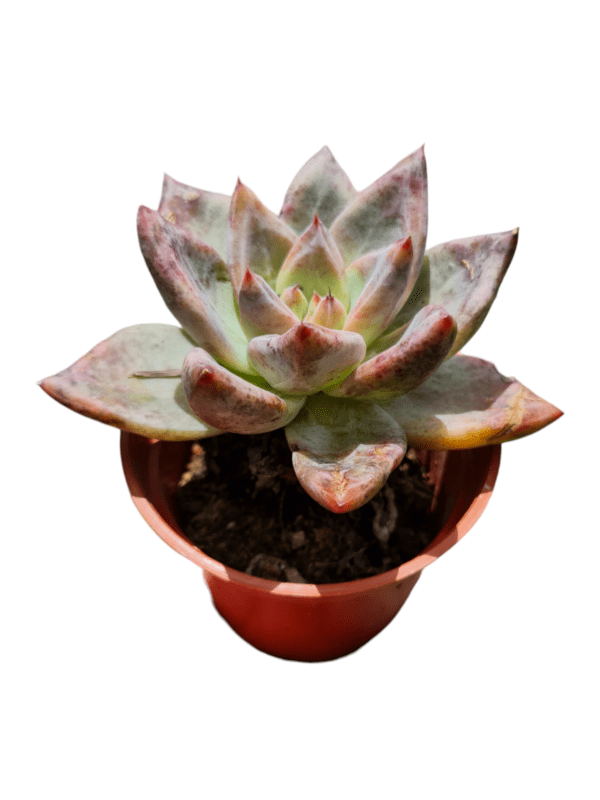 Suculenta Echeveria Pink Champagne - Image 2