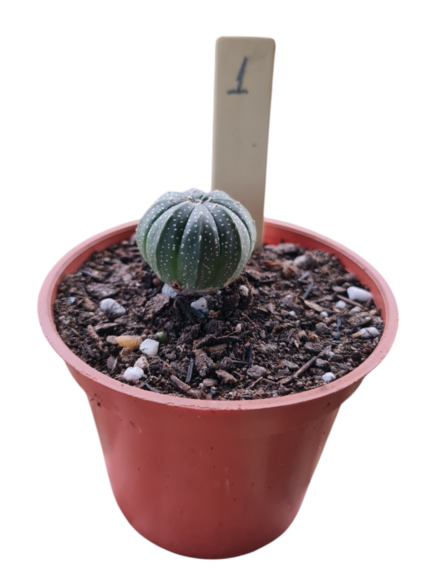 Astrophytum Asterias - 01 4 Astrophytum Asterias - 01 - Imagem 2