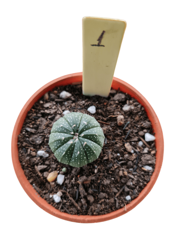 Astrophytum Asterias - 01