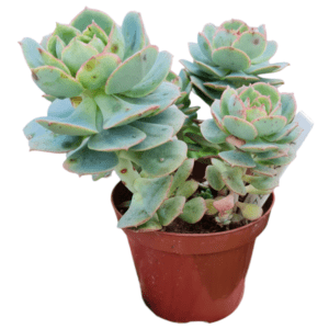 Suculenta Echeveria Glória- Colônia
