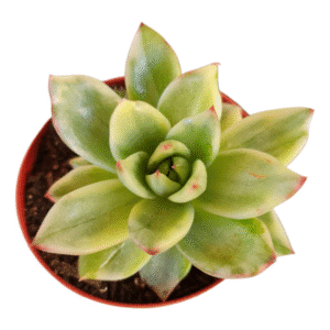 Suculenta Agavoide Red Tips Variegata
