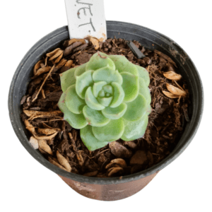 Suculenta Echeveria Red Velvet