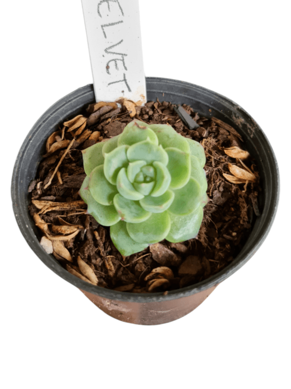 Suculenta Echeveria Red Velvet