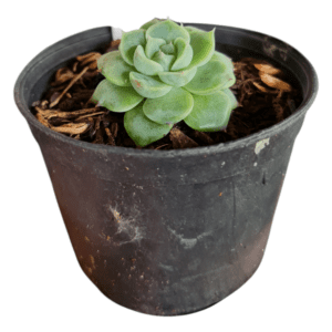 Suculenta Echeveria Red Velvet