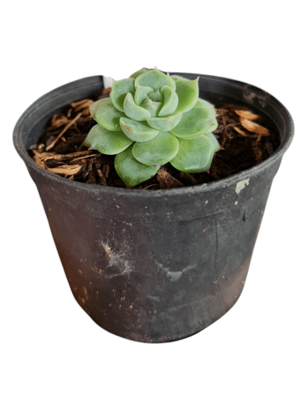 Suculenta Echeveria Red Velvet - Image 2