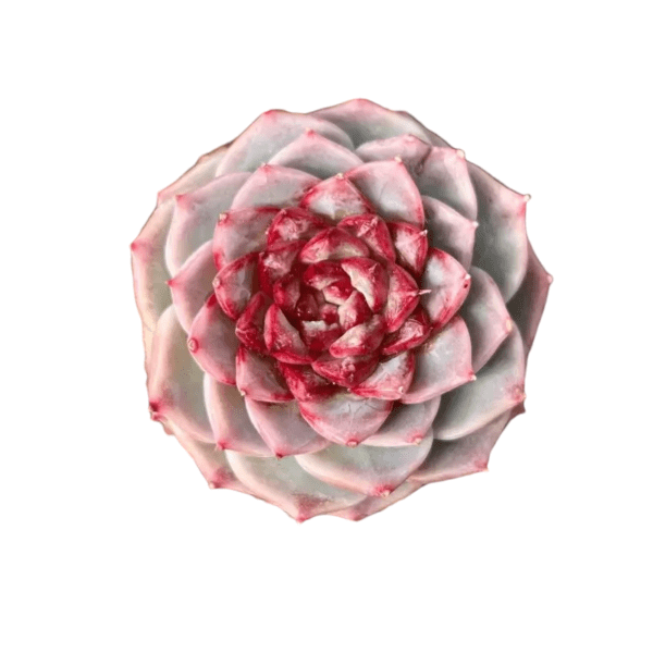 Suculenta Echeveria Red Velvet - Image 3