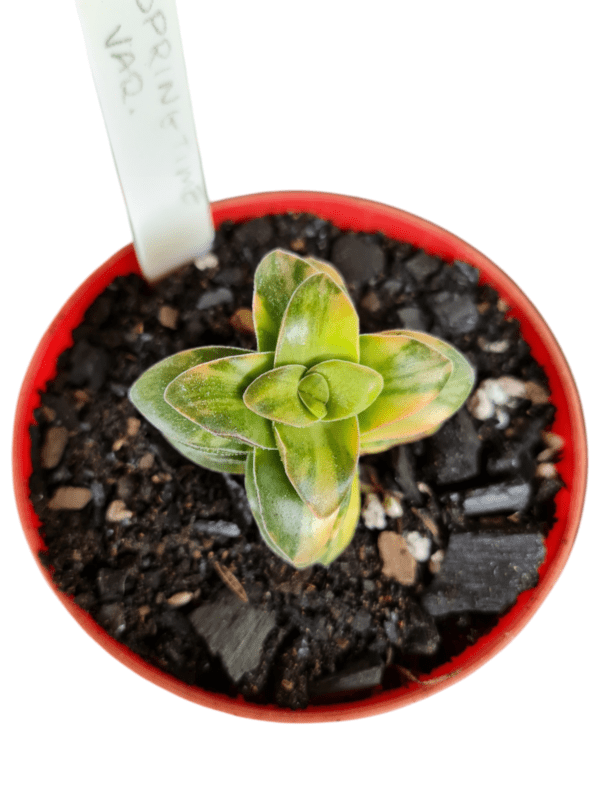 Suculenta Crassula Springtime Variegata
