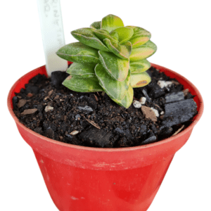 Suculenta Crassula Springtime Variegata