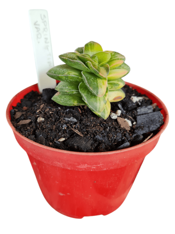 Suculenta Crassula Springtime Variegata - Image 2