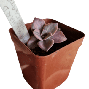 Suculenta Echeveria Mr. Richard Variegata