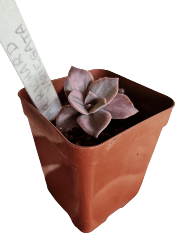Suculenta Echeveria Mr. Richard Variegata - Image 2