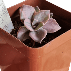 Suculenta Echeveria Mr. Richard Variegata