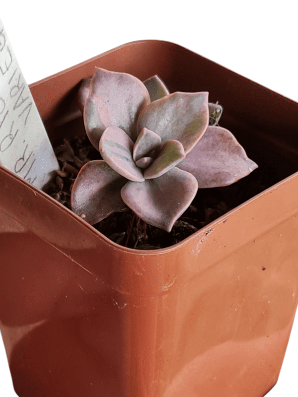 Suculenta Echeveria Mr. Richard Variegata