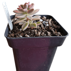 Suculenta Sedum Bronze Variegata