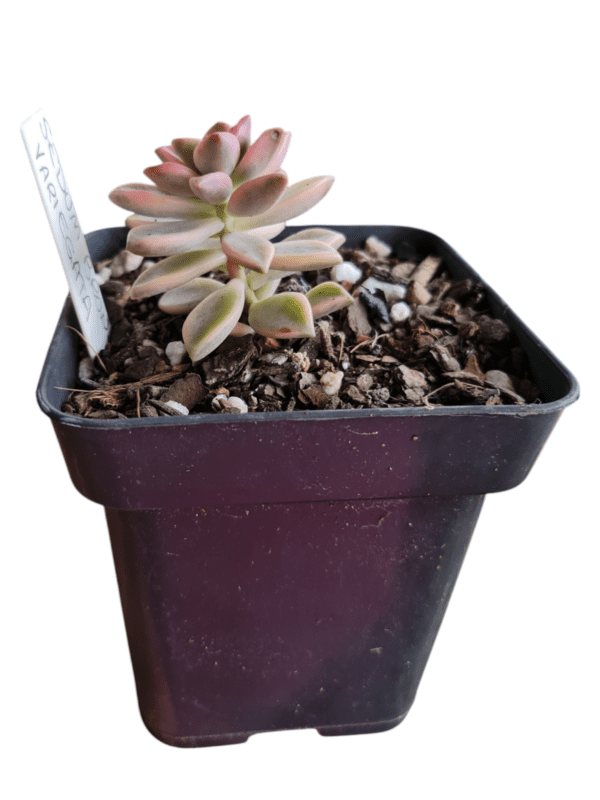 Suculenta Sedum Bronze Variegata - Image 2