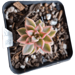 Suculenta Sedum Bronze Variegata