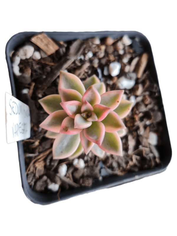 Suculenta Sedum Bronze Variegata