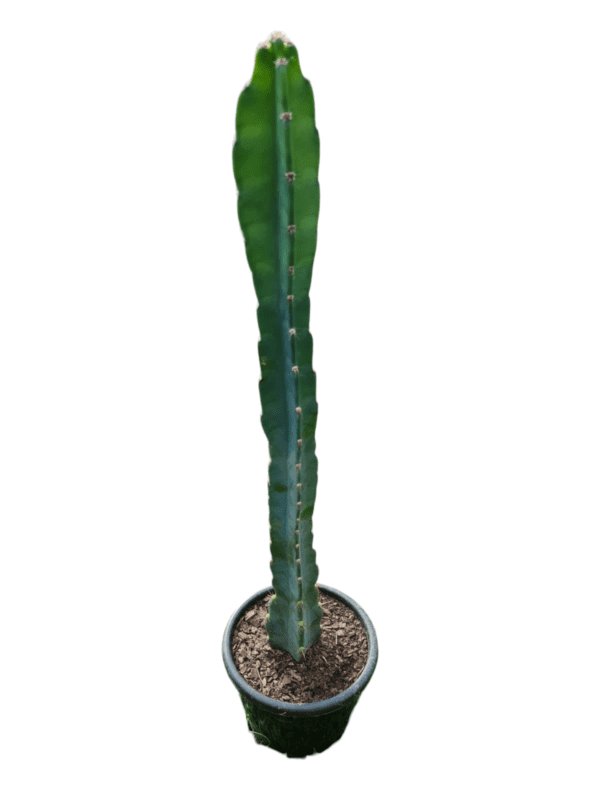 Cacto Azul - 60 cm