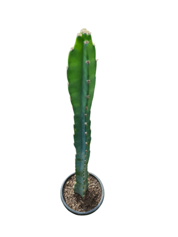 Cacto Azul - 60 cm - Imagem 2