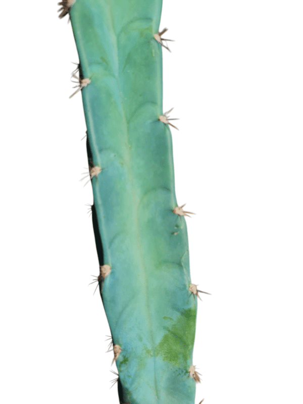 Cacto Azul - 60 cm - Imagem 3