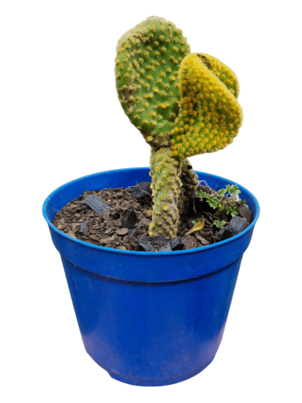 Cacto Opuntia Microdasys Cristata (Orelha de Michey)