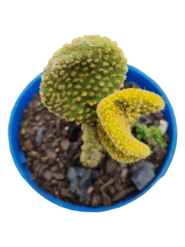 Cacto Opuntia Microdasys Cristata (Orelha de Michey) - Image 2