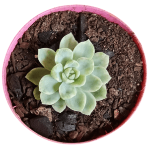 Suculenta Echeveria Fantome Marmorizada (Variegação Branca)