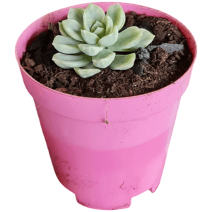 Suculenta Echeveria Fantome Marmorizada (Variegação Branca)