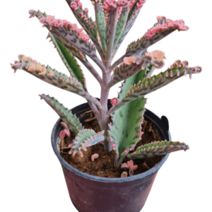 Suculenta Kalanchoe Pink Butterfly