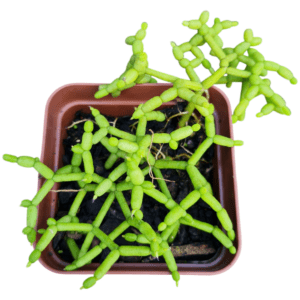 Suculenta Rhipsalis cereuscula