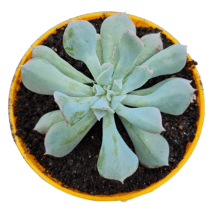 Suculenta Echeveria Pig nose