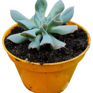 Suculenta Echeveria Pig nose