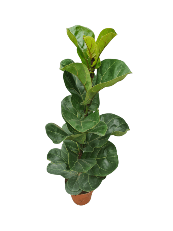 Ficus lyrata bambino - Pote 17