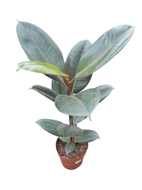 Ficus Elastica Burgundi - Pote 17