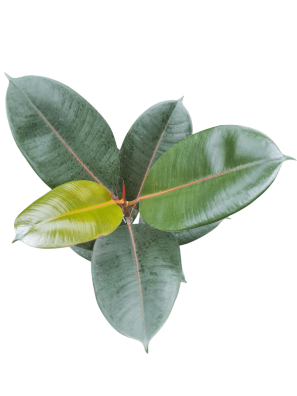 Ficus Elastica Burgundi - Pote 17 - Imagem 2