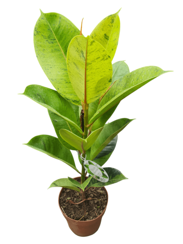 Ficus Elastica Shivereana Moonshine- Pote 17