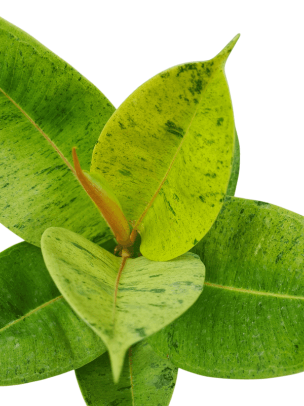 Ficus Elastica Shivereana Moonshine- Pote 17 - Image 3
