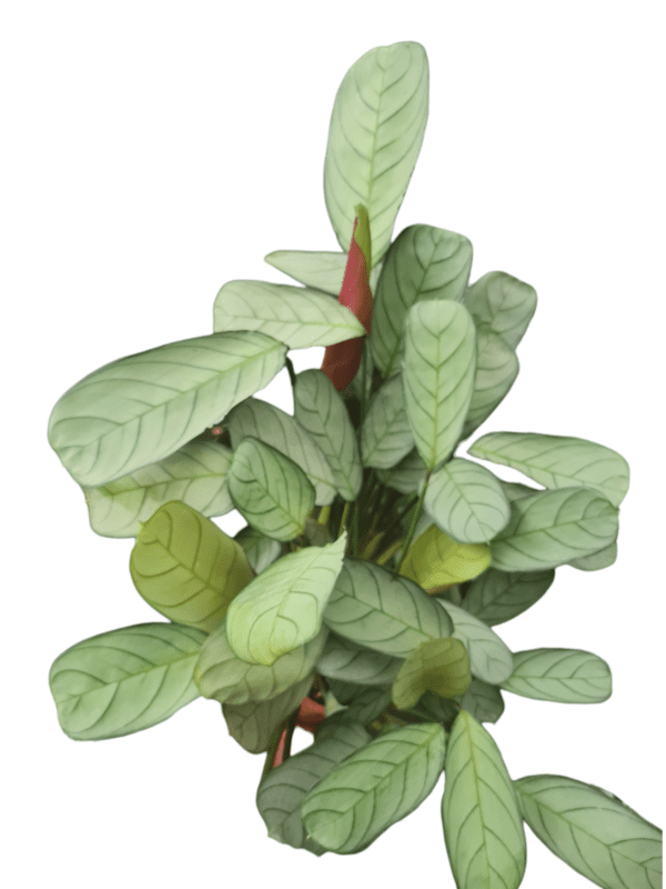 Folhagem Maranta Amagris - Pote 15 cheio - Imagem 2