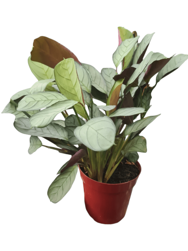 Folhagem Maranta Amagris - Pote 15 cheio